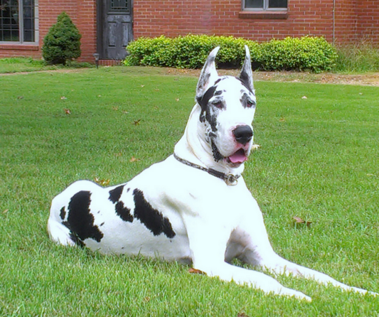 Great dane dogs for sale outlet