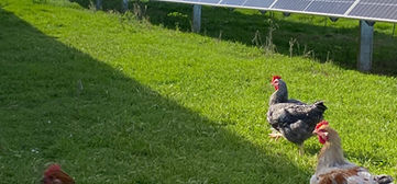 Sun Farms Sommerlad Chickens on green grass under the canopy of Hillston Sun Farms Solar Panels.