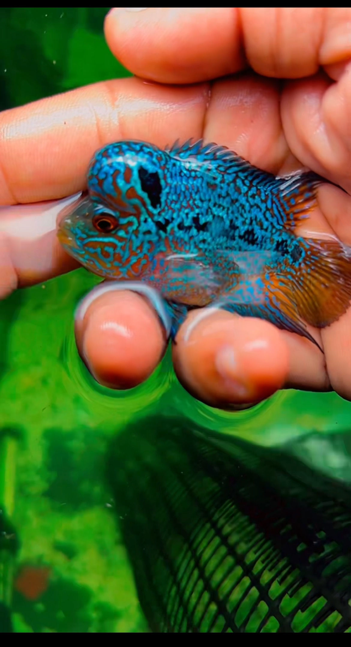 Bonexi short body Flowerhorn Fish