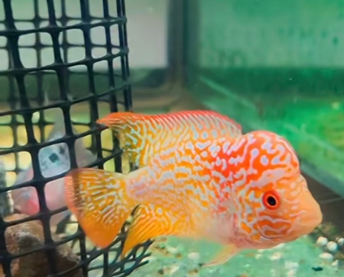 GB Golden Base Flowerfish