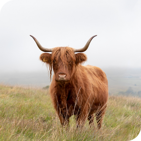 Steer Financial