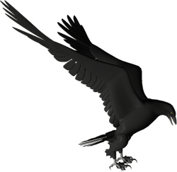 mitocrea_raven.gif