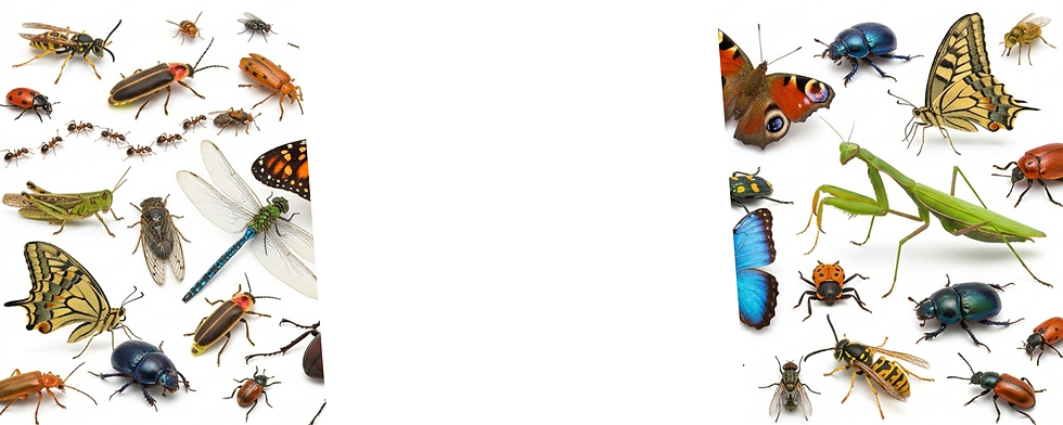 Sem nome (1500 x 600 px) (20).png