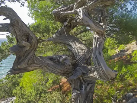 Signes naturels de perturbations géobiologiques : arbres, haies et animaux