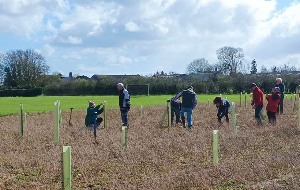 Transforming a three acre field to a wildflower woodland