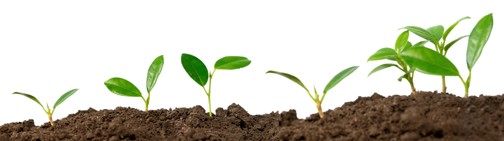 SWW Planting Section_edited.png