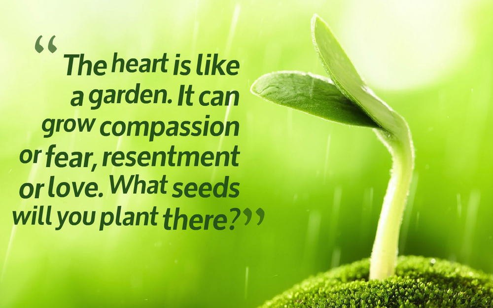 What Seeds Are You Planting in Your Heart, Especially When It Comes to