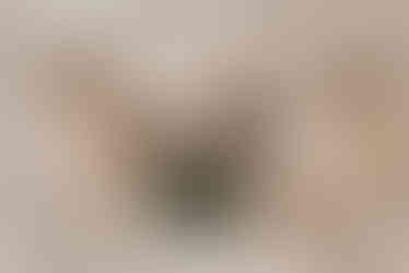 TwisTea Adventskalender