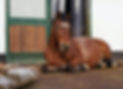 Lennox_edited.jpg