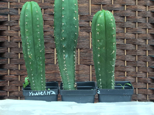 Cactus Care Instructions