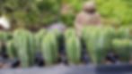 Thumbnail: Seedlings Scopulicola open pollinated