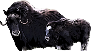 Ovibos_moschatus_3_JNorris.png