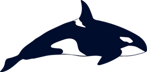 Orcinus_orca_ALangwieder.png