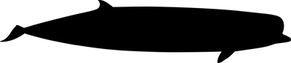 Hyperoodon_ampullatus_XGiroux-Bougard.png