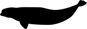 Delphinapterus_leucas_XGiroux-Bougard.png