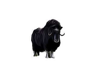 Ovibos_moschatus_1_JNorris.png