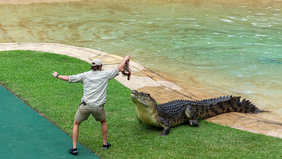 Australia Zoo Brisbane Car Hire, Cheapest Car Rental Australia, Simba Car Hire