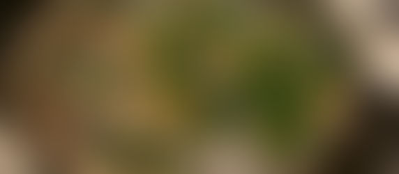 Asian Inspired Green Beans