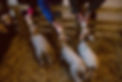 Latenightlambing(130of168).jpg