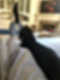 Kriddr App Store Icon.png