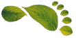 Logo Fussparadies_edited_edited_edited_e