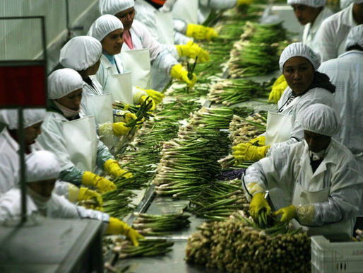 LA AGROEXPORTACIÓN GENERA QUE LOS PUESTOS DE TRABAJO AUMENTEN