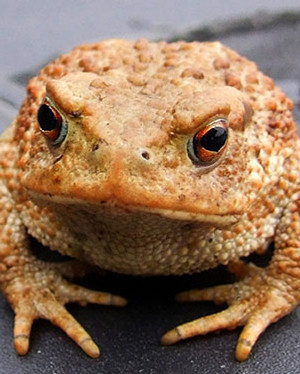 Cane toad