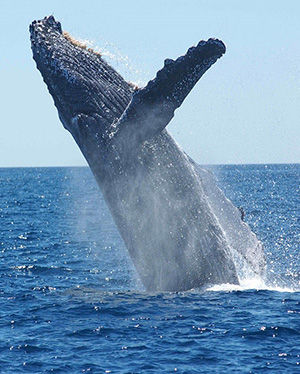 humpback-whale-1945416_960_720.jpg