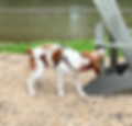 SniffGo1.jpeg