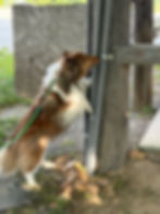 IMG_0676.jpeg