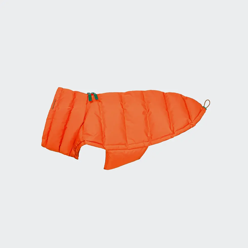 Miniatura: CLOUD7 Piumino Alaska arancio Bulldog francese