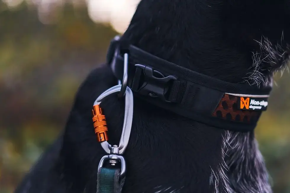 Miniatura: Rock Collar Non-stop dogwear