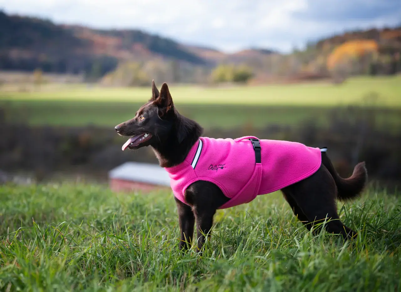 CHILLYDOGS Sweater ™ Maglione in pile