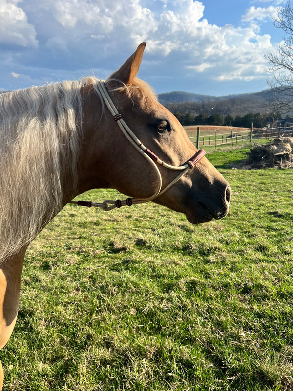 Rawhide halters
