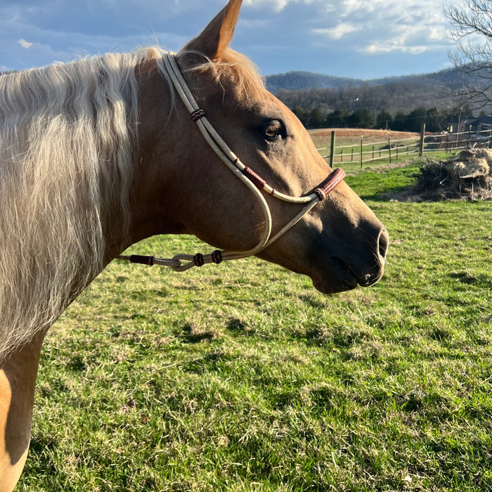 Rawhide halters