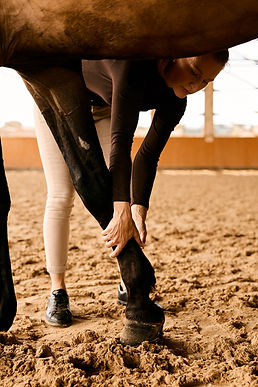 nunucreates_Taktklar Pferdephysiotherapie Anja S. web_ 37.jpg