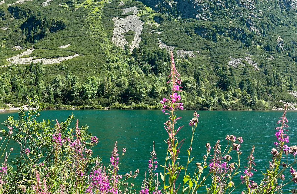 Ontwerp zonder titel - 2025-05-15T150843.229.png