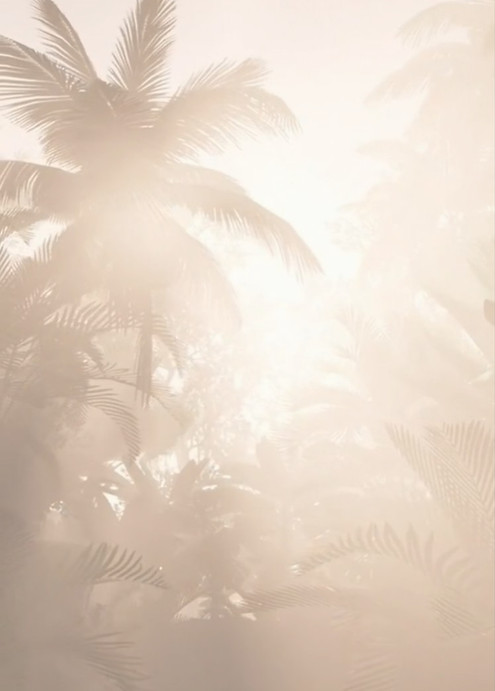 palmtrees.jpg