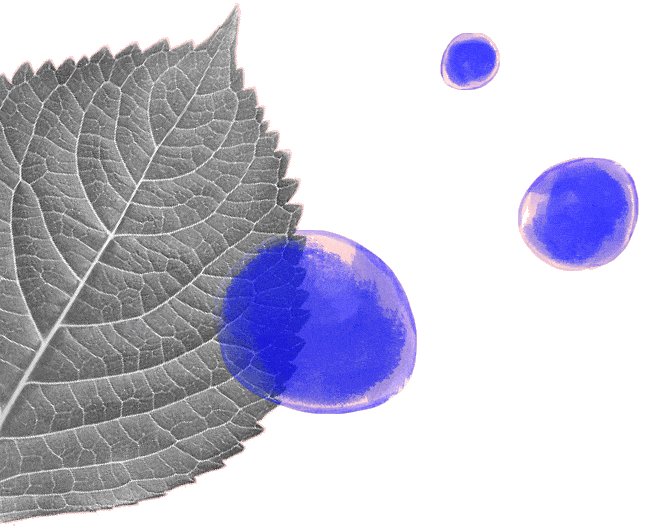 feuille-magnetiseur-reiki.gif
