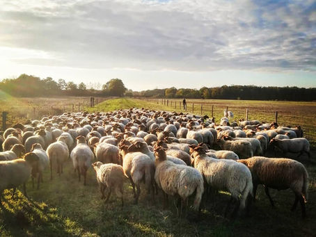 Que l'aventure commence ! #reconversion #agriculturedurable #sologne #femedupoirier