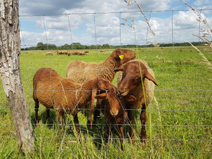 La bande de biberonés
