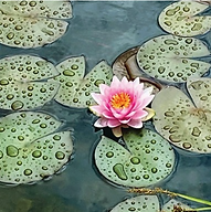 Pond