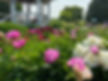 IMG_2041.jpeg