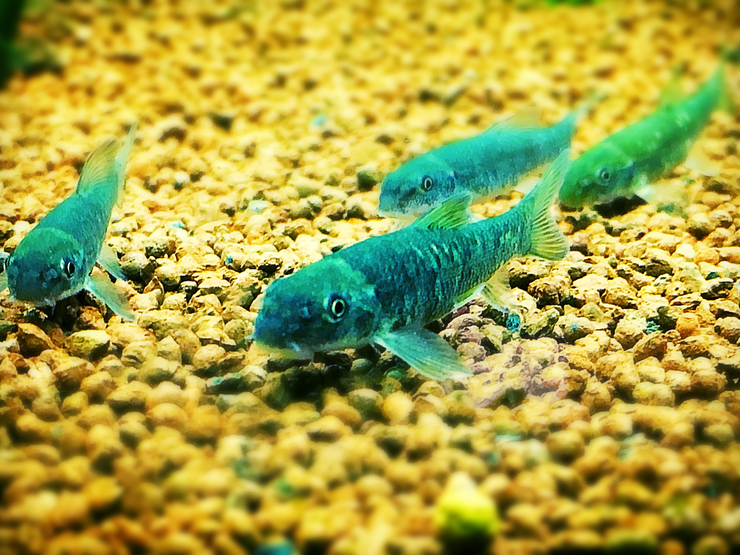 Garra Rufa Kangalfisch Doctorfisch