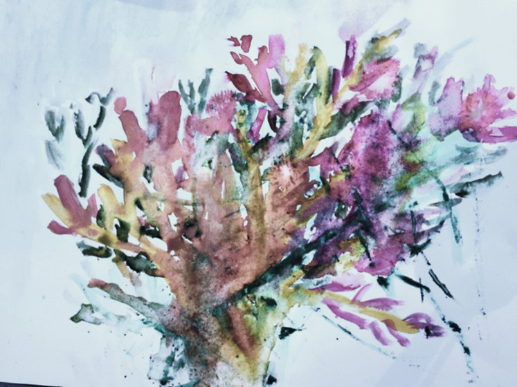 banksia copy.jpeg