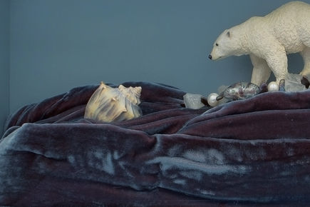 Polar bear moving towards seashell.