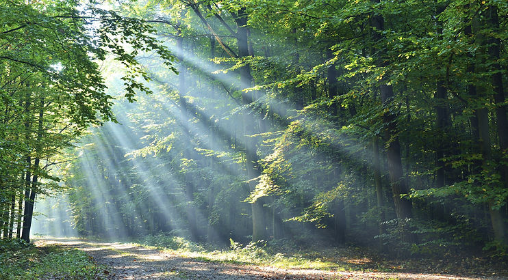 Forest_edited.jpg