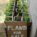 pot plants for sale sustainability project