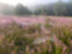 IMG_4403.jpeg