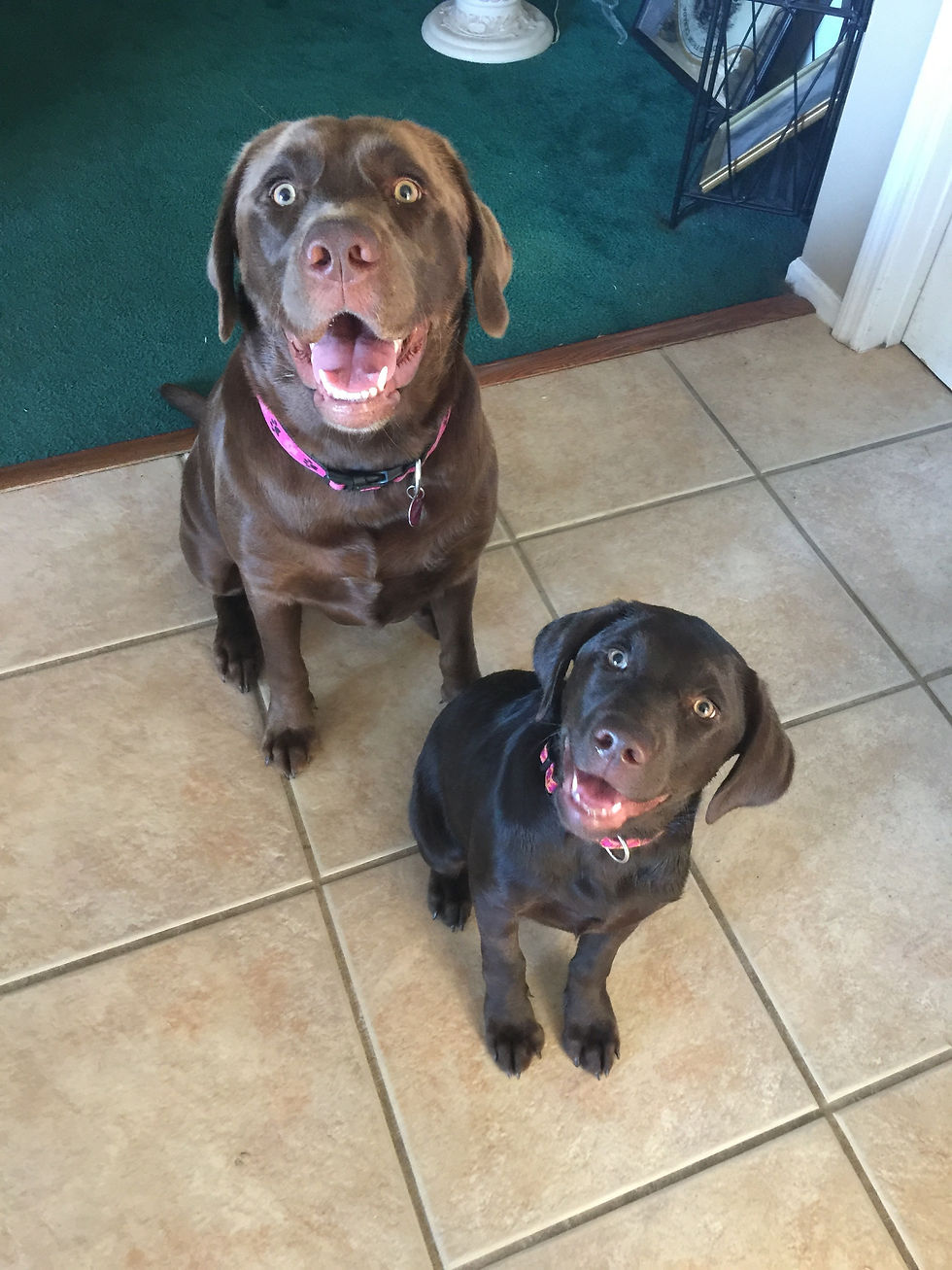 Trixie and Luna